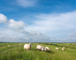 sheep graze in green grassy meadow under blue sky near amersfoort in holland