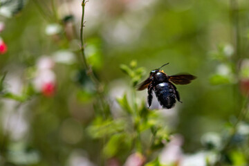 bug on a flower