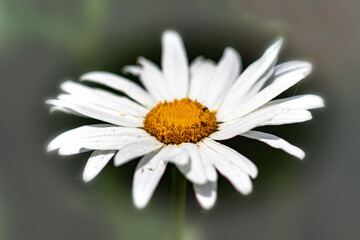 Fototapeta premium daisy flower close up