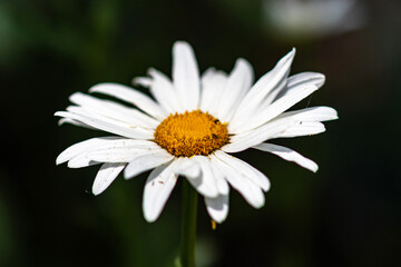 daisy flower