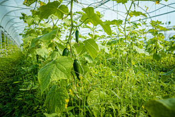 Cucumber plant in greenhouse. Pickle. Vegetable food