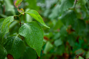 나뭇잎에 맺힌 빗방울