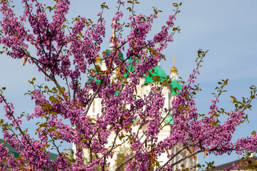 Cercis Canadian purple on the territory of the Astrakhan Kremlin. Astrakhan. Russia