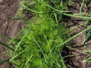 View of vegetable bed with green onions, chives and dill plants growing in the garden. The concept of agriculture, vegetable garden in summer