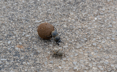 Mistkäfer mit Dungkugel im Naturreservat Addo Elephant National Park Südafrika