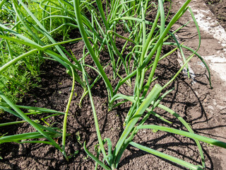 View of vegetable bed with green onions, chives and dill plants growing in the garden. The concept of agriculture, vegetable garden in summer
