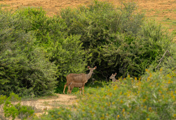 Nyala Antilope im Naturreservat Addo Elephant National Park Südafrika