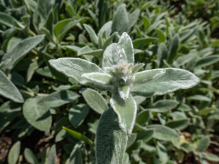 Lamb's ear (Stachys byzantina) 'Silver Carpet'. Evergreen carpeting perennial, dense mat of grey-white, soft, woolly foliage with elliptic leaves forming striking ground cover