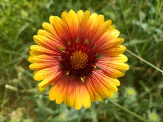 ursinia, calendula