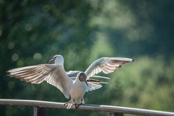 Seagull sits on the metal railing of the bridge, close-up. There is artistic noise.