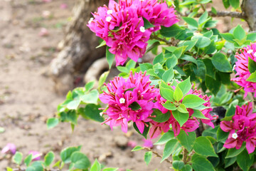 Beautiful pink bougainvillea flowers blooming in the garden