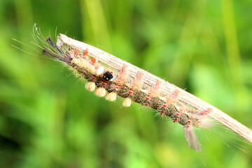 The shaggy caterpillar of a butterfly larvae on the branch