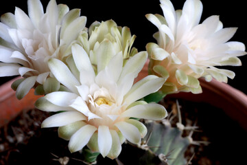 white cactus flower blooming with black background