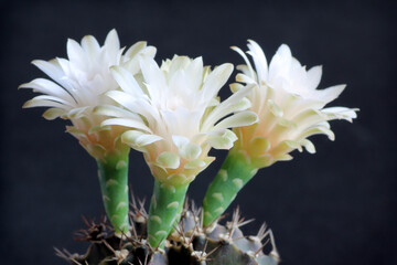 White cactus flower blooming with black background