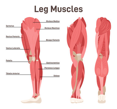 Leg Muscles Images – Browse 3,043,102 Stock Photos, Vectors, and Video |  Adobe Stock