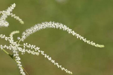 Closeup white flowers of Goatsbeard (Aruncus dioicus). Rose family (Rosaceae). June, Dutch garden.