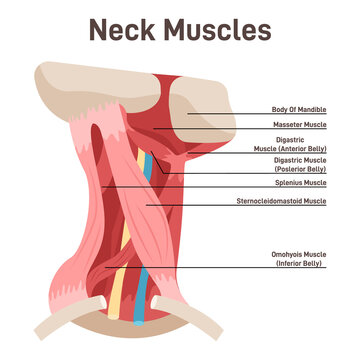 Neck muscles side view. Didactic scheme of anatomy of human