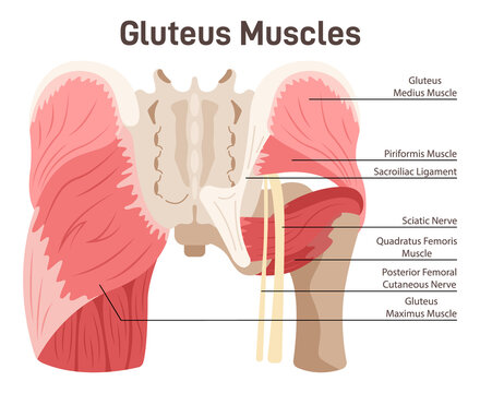 Gluteus muscles. Didactic scheme of anatomy of human muscular system