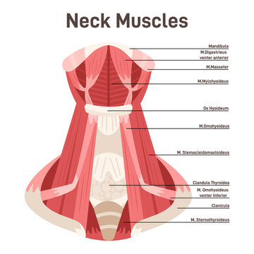 Neck muscles front view. Didactic scheme of anatomy of human muscular