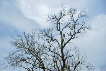Dead tree