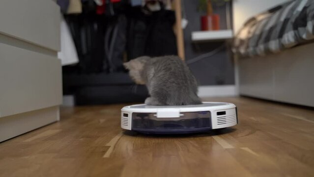 Automatic equipment helping in household. Funny kitten of Scottish Straight breed of gray color with stripes plays at home while an automatic robot vacuum cleaner cleaning room. Smart home appliances.
