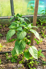 Growing sweet peppers in a greenhouse.