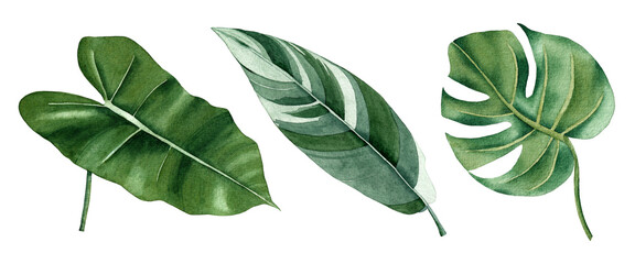 Watercolor tropical leaves illustration.