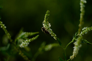 Flower of a white sweetclover plant, Melilotus albus