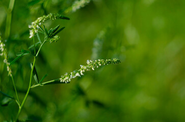 Flower of a white sweetclover plant, Melilotus albus