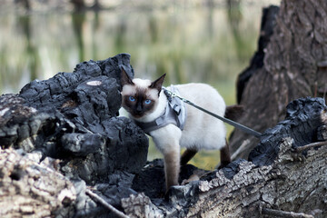 Mekong bobtaile cat on a leash walks at the autumn forest near burned tree