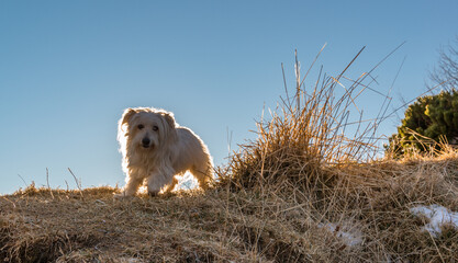 Dog resting at the top of the ridge in the early evening