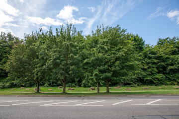 A small group of trees and empty road.