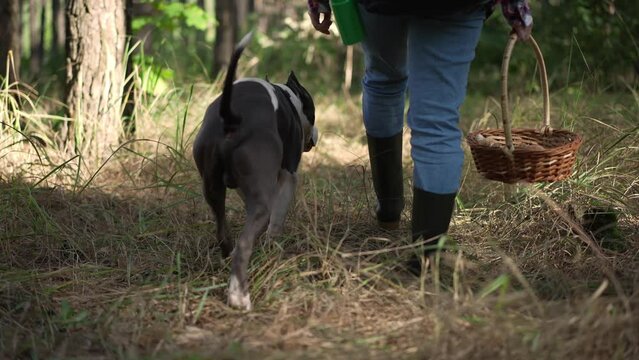Tracking shot of curios dog following woman walking with mushroom basket in forest in sunshine. Back view of purebred American Staffordshire Terrier strolling with owner picking fungi