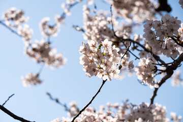 満開の桜と青空【横写真】