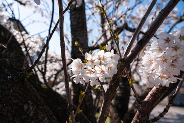 日の光が当たる桜