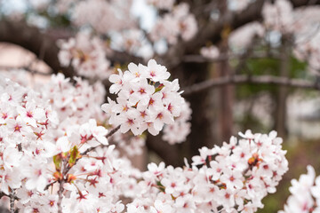 日本の満開桜4