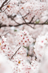 日本の満開桜6