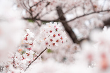 日本の満開桜7