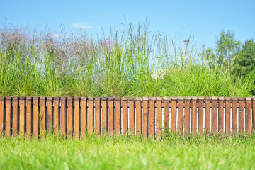 tall bright green grass behind the wooden fence in the garden