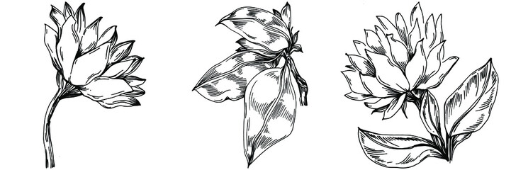 Sunflower summer. Isolated botanical flower, leaves. Black and white engraved sketch ink art. Leaf plant botanical garden floral foliage. Wildflower drawing leaf illustration element.