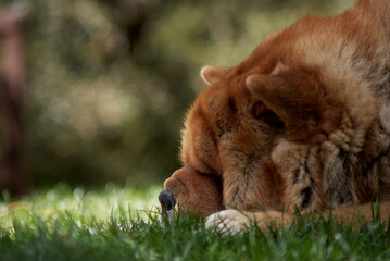 chow dog sleeping in the grass