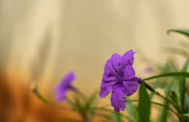 Closeup of purple flowers in the garden