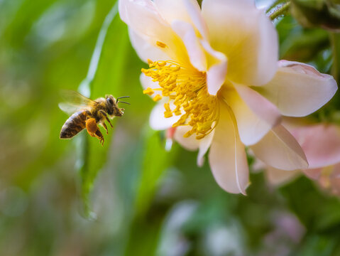 Bee flying to a white rose blossom