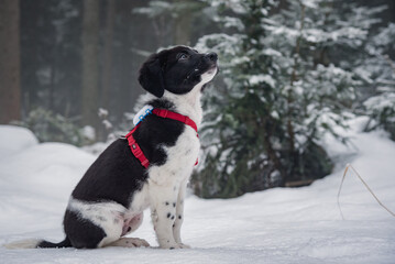 Hund sitzt im Schnee