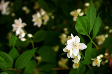 Obraz na płótnie Canvas Close up of jasmine flowers in a garden