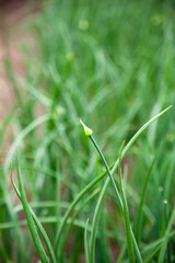 Green onions growing in field, closeup. Harvest season