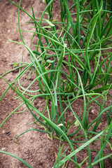Green onions growing in field, closeup. Harvest season