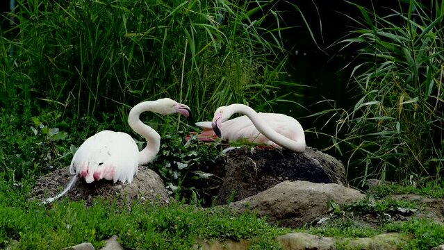 Pair of Pink flamingos hatching eggs in wild lake
