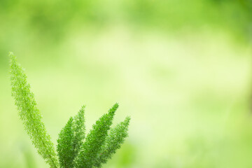 Natural greenery used as a background covering the greenery. Beautiful Bokeh Bright Environmental Ecology Wallpaper