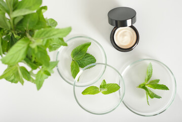 herbal cosmetic cream and mint leaves in petri dish, natural cosmetics, laboratory developed face care. top view, selective focus